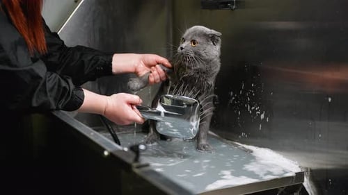 Gray Scottish Fold Cat Being Washed