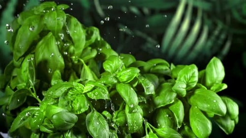 Fresh Green Basil Leaves with Water Droplets