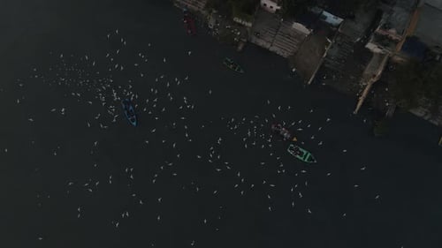 Aerial top down shot of a boat surrounded by white birds. Siberian birds around a boat.