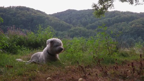 Weißer Mischlingsheppard-Hund spielt mit einem großen Stock im Gras, mit einer wunderschönen Berglandschaft