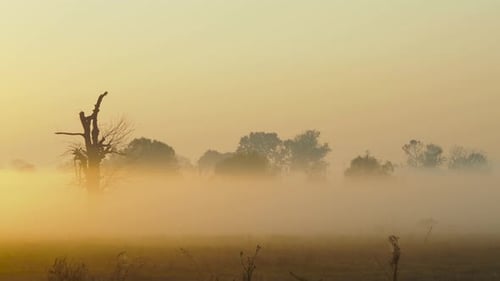 Shot of morning mist over open field at sunrise. Trees in the fog. Magic autumn morning.