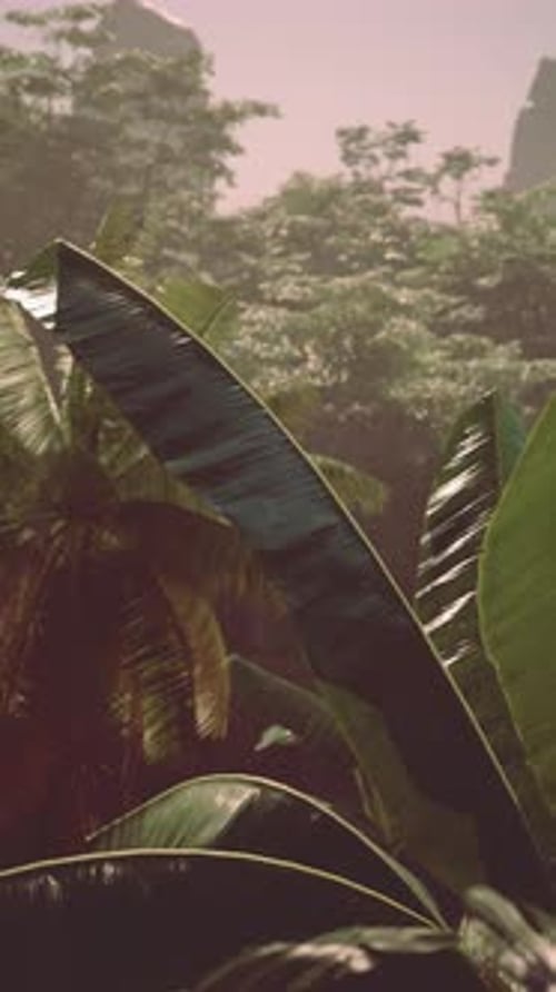 Thick Green Forest With Abundant Trees