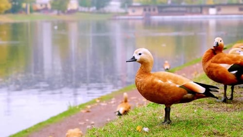 Vogelschwarm auf Gras