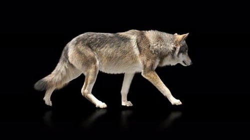Wolf walk animation 4K