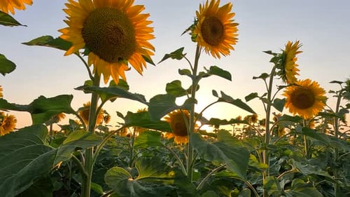 Sonnenblumenfelder und Farmen bei Sonnenuntergang in der Sommersaison eine Landschaft blühender Sonnenblumen