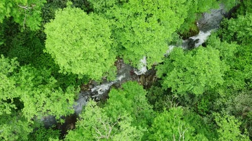 River in Forest Nature Morning Magical Aerial Landscape in Green Rainforest Trees