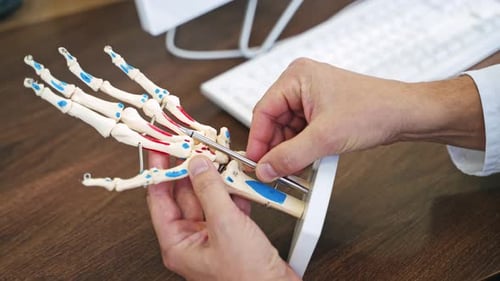 Hand skeleton model. Doctor showing the work of human's hand on a model on the table background.