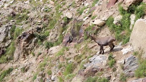 Alpensteinbock oder Steinbock oder Felsenziege stehen auf einer wilden Felslandschaft.