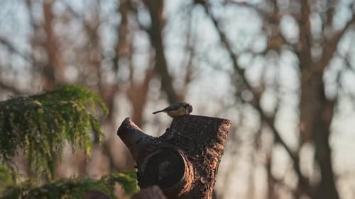 A blue tit perched on a sunlit tree stump in a forest setting.