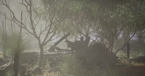 Misty Forest Landscape with Tall Trees and Underbrush at Dawn