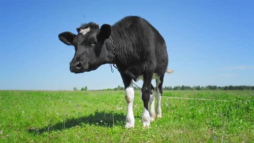 Cow grazing on the green meadow in a sunny day
