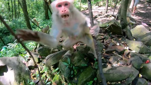 Aggressive macaque monkey in a tropical forest, Ten Mile Gallery Monkey Forest, Zhangjiajie Nationa