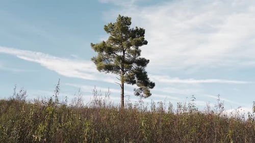 Lone Pine Tree Stands Tall in Grassy Meadow
