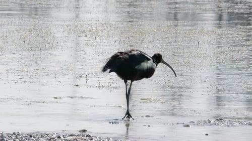 White-faced Ibis in pond fluffs russet feathers, nature silhouette