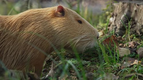 Braune Nutria frisst Gras in der Nähe eines Baumstumpfes aus nächster Nähe. Das Tier wird auch Coypu, Wasserratte, genannt