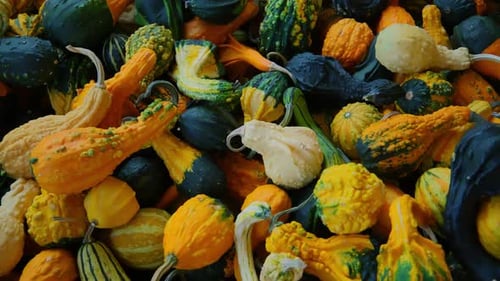 Orange Pumpkin Harvest of Various Pumpkins Shapes and Sizes on the Farm Counter Move Camera Footage