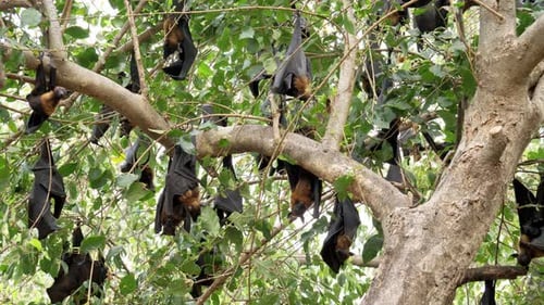 Fledermaus hängt bei Tageslicht an einem Baum im Wald „Lyle's Flying Fox“