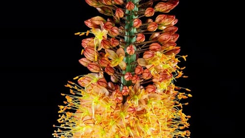 Orange Flower Eremurus Blooming in Time Lapse on a Black Background with Alpha Matte Channel