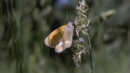 Butterfly Resting on a Green Flowered Branch