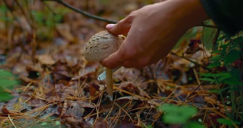 Edible Mushroom in the Forest Woman Cuts Mushroom Umbrella