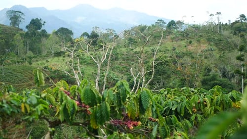 fresh coffee berries