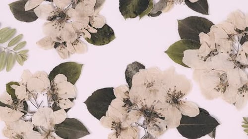 Beautiful floral abstract background with dried white spring apple flowers