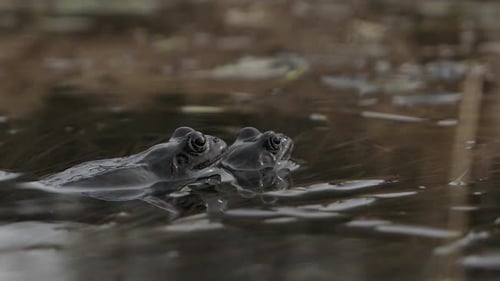 Two common frogs mating in pond water during mating season in spring, close up
