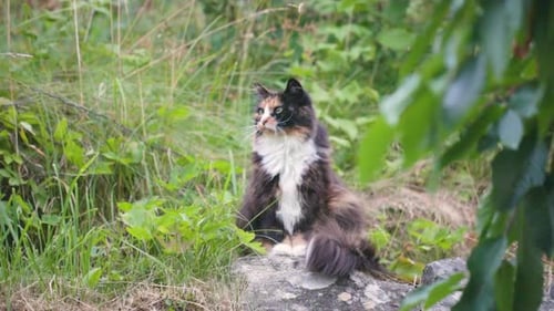 Chat couché à la recherche d'un oiseau ou d'une souris