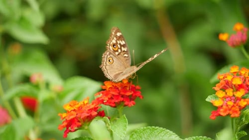 A butterfly flying over a flower, a butterfly on a flower, a close-up of a flower