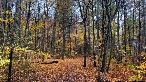Autumn forest. golden brown leaves falling on the ground.