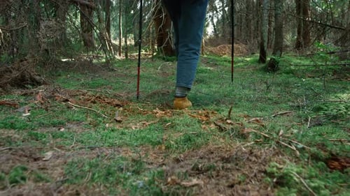 Back View Woman Hiking In Summer Forest. Female Hiker Walking On Green Moss In Woods. Girl Using ...