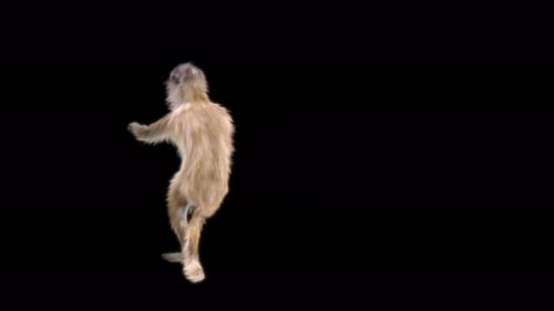 61 Monkey Dance 4K