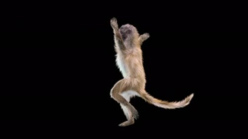 51 Monkey Dance 4K