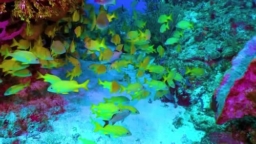 School of Yellow Fish Swimming Near Vibrant Coral Reef