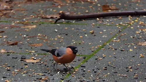 Eurasian Bullfinch Foraging for Seeds on Pavement