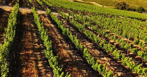 Vineyard, row and aerial of farm in countryside for agriculture, growth and wine production