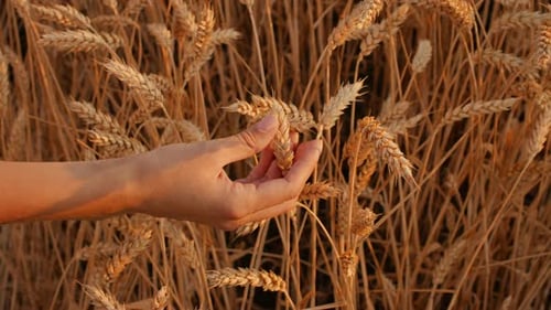 Golden Wheat Field with Hand Gently Touching Ripening Grain Stalks