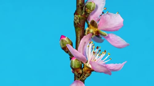 Zeitraffer der Baumblüte