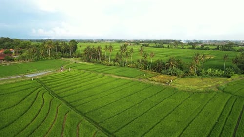 Reisfelder auf Bali mit Reisterrassen in leuchtend grüner Farbe, Luftaufnahme