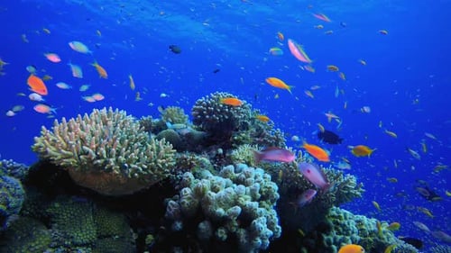 Tropical Coral Reef Seascape