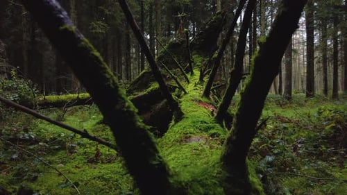 In der Hand gehaltene Kameraspur auf einem umgestürzten und moosigen alten Baumstamm inmitten eines grünen borealen Urzeitalters
