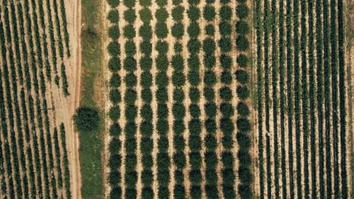 Vineyards and Fruit Orchards in Southern France