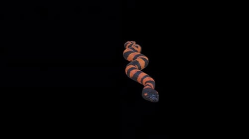 Rastreo de serpientes de coral oriental