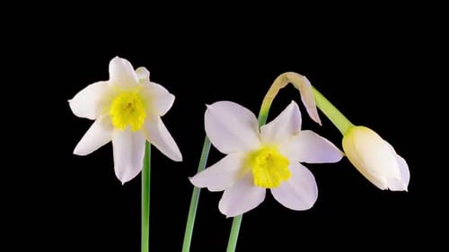 Daffodil Flowers Blooming on Black Background in Time Lapse