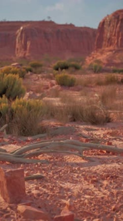 Desert Scene With Rocks and Plants