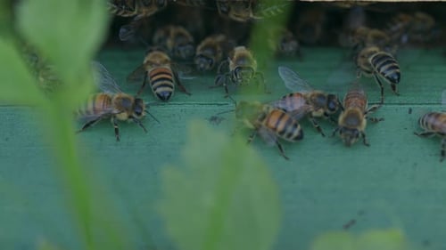 Fascinating view of striped honey bees crawling around hive entrance