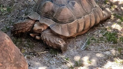 Close up shot of a sulcata tortoise resting in the shed in a zoo.