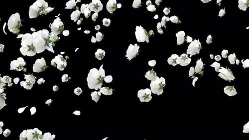 White Rose Explosion 4K