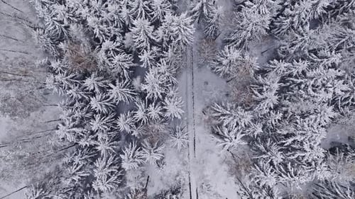 Vue aérienne d'une forêt gelée et d'une petite route en Pologne.