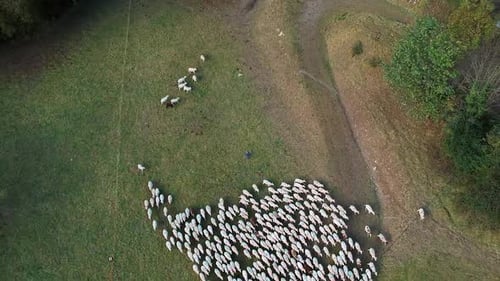 aerial view of herding sheep in a field